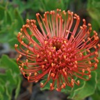 PROTEA.  Kirstenbosch.   W.Cape..jpg