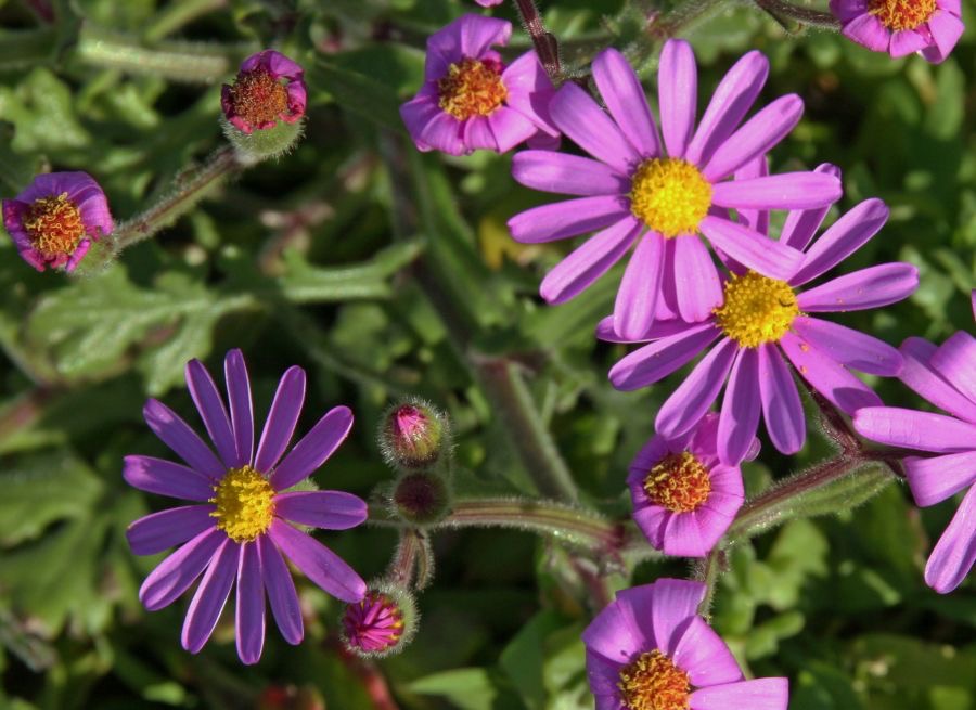 PURPLE SENECIO.           Cape of Good Hope. W.Cape..jpg