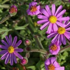 PURPLE SENECIO.           Cape of Good Hope. W.Cape..jpg