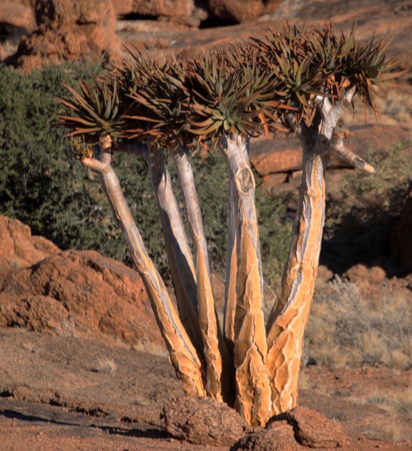 QUIVER  TREE  Aloe Dicotoma.  AUGRABIES  N.Cape...jpg