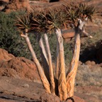QUIVER  TREE  Aloe Dicotoma.  AUGRABIES  N.Cape...jpg