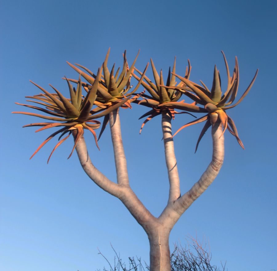 QUIVER TREE   Aloe Dicotoma  N.Cape..JPG