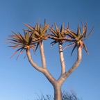 QUIVER TREE   Aloe Dicotoma  N.Cape..JPG
