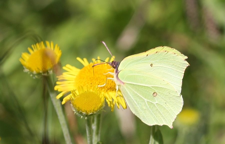 BRIMSTONE  wings closed.jpg