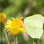 BRIMSTONE  wings closed.jpg
