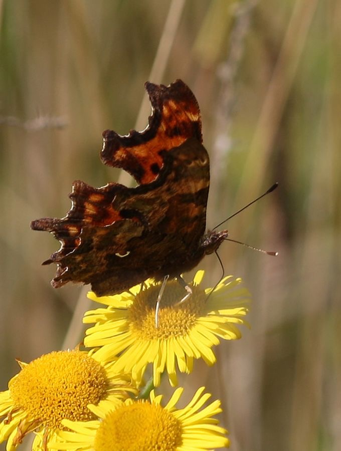 COMMA       wings closed.jpg