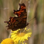 COMMA       wings closed.jpg