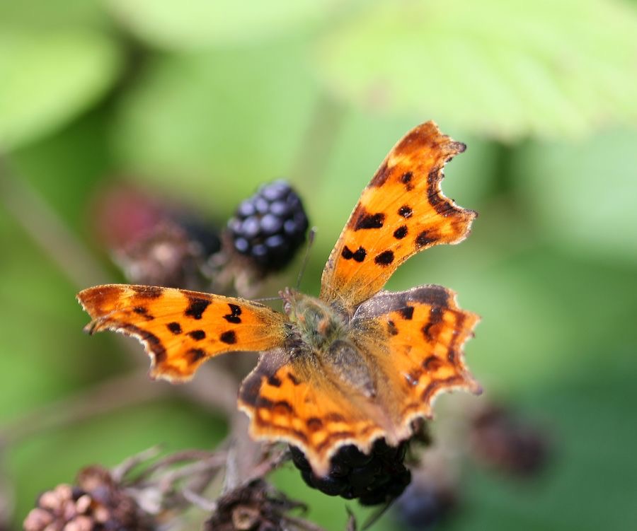 COMMA.jpg
