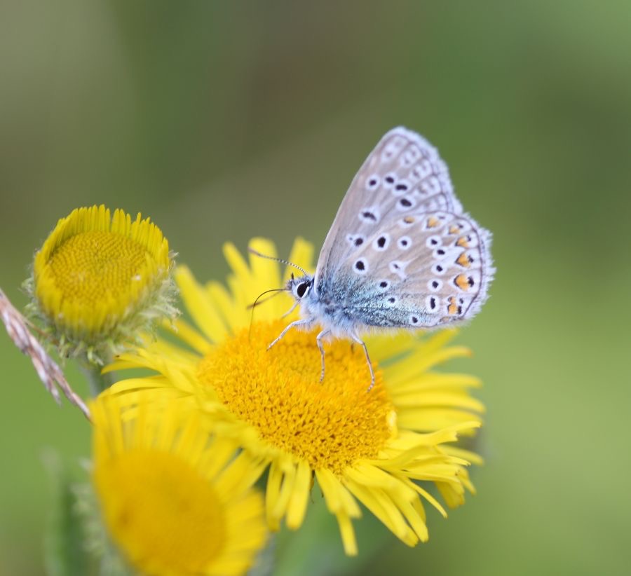COMMON  BLUE   wings closed.jpg