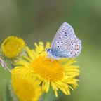 COMMON  BLUE   wings closed.jpg