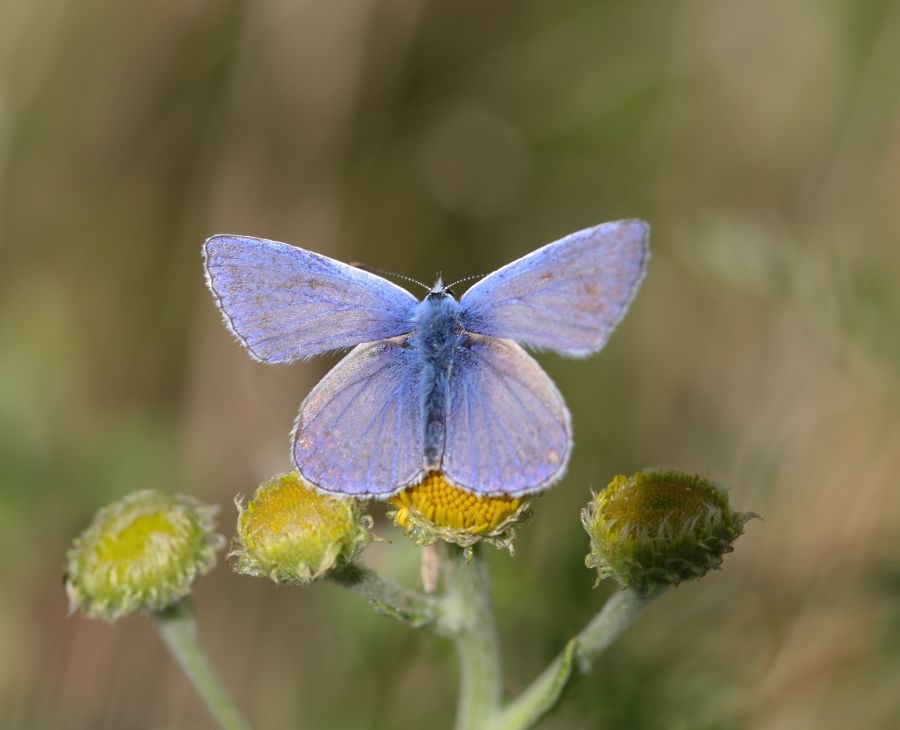 COMMON  BLUE.jpg