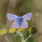 COMMON  BLUE.jpg