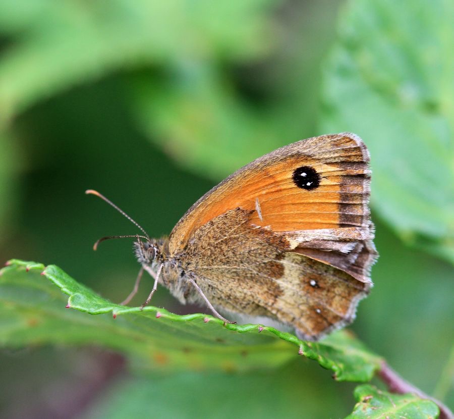 GATEKEEPER   wings closed.jpg