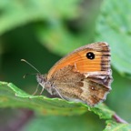 GATEKEEPER   wings closed.jpg