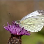 GREEN -VEINED   WHITE.jpg