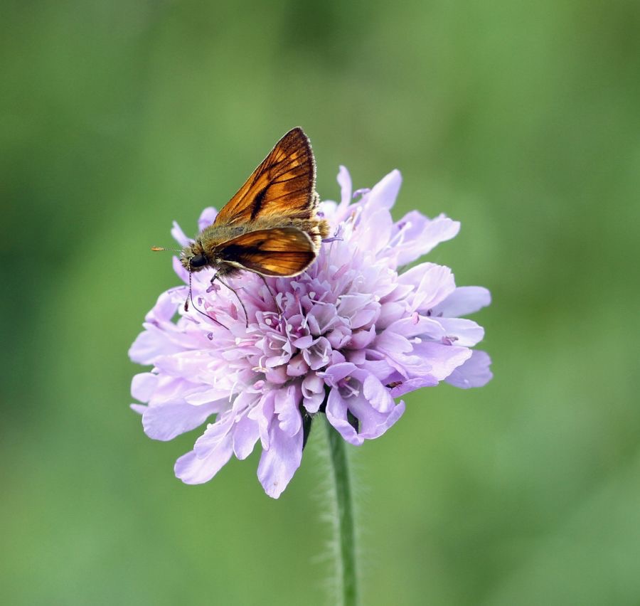 LARGE  SKIPPER.jpg