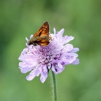 LARGE  SKIPPER.jpg