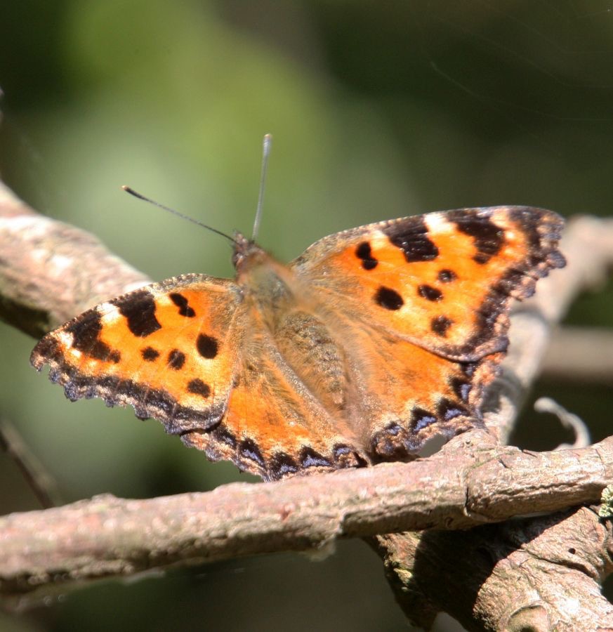 LARGE  TORTOISESHELL Dorset.jpg