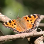LARGE  TORTOISESHELL Dorset.jpg