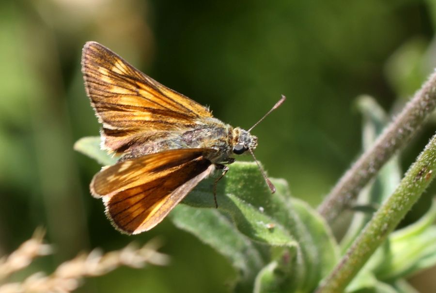 LARGE SKIPPER.jpg