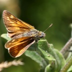 LARGE SKIPPER.jpg