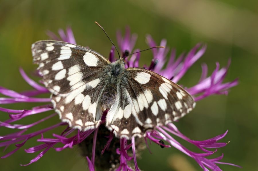 MARBLED   WHITE.jpg