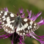 MARBLED   WHITE.jpg