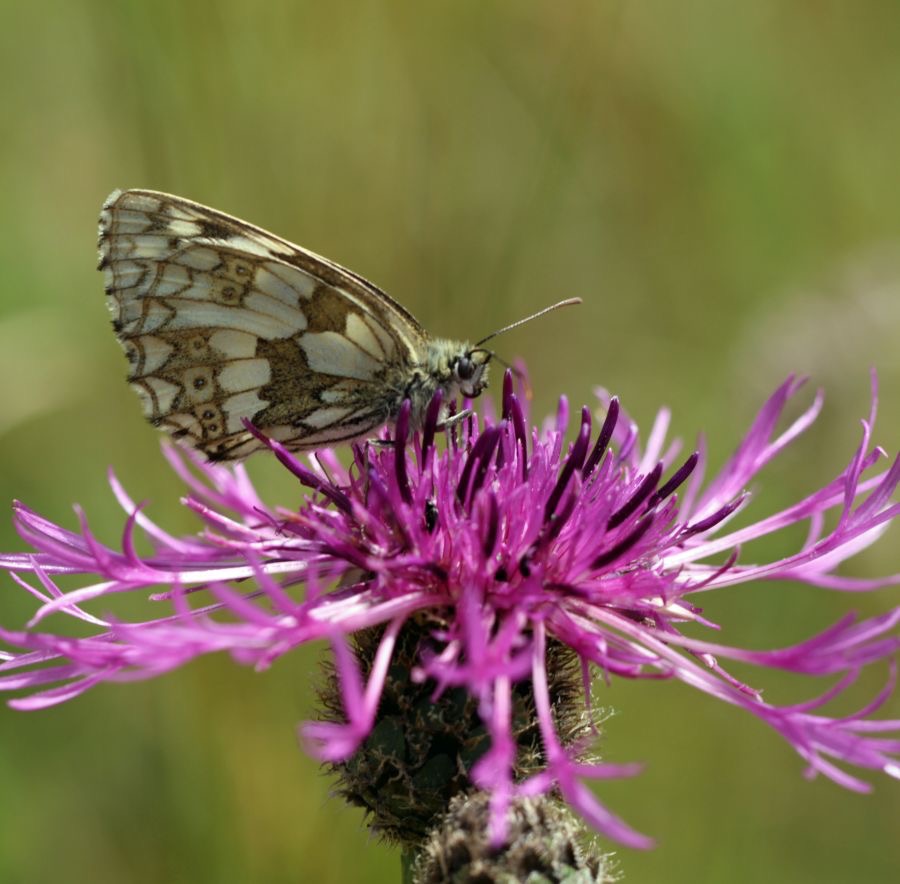 MARBLED WHITE wings closed.jpg