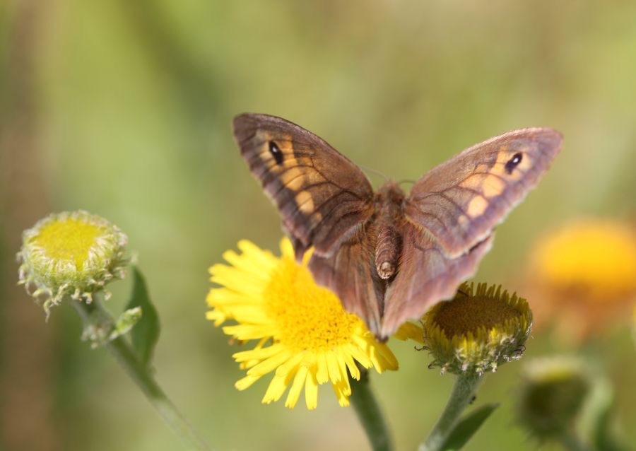 MEADOW   BROWN.jpg