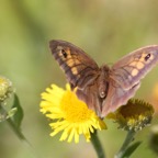 MEADOW   BROWN.jpg