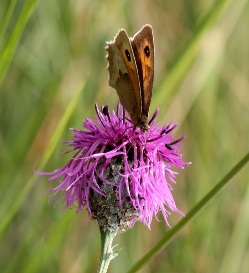 MEADOW  BROWN.jpg