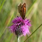 MEADOW  BROWN.jpg