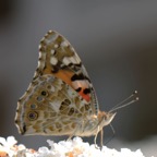PAINTED  LADY   wings closed.jpg