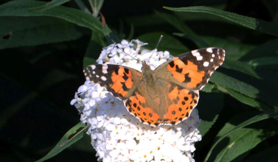 PAINTED  LADY.jpg