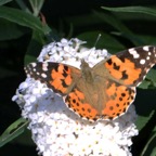 PAINTED  LADY.jpg