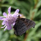 PEACOCK      wings closed.jpg