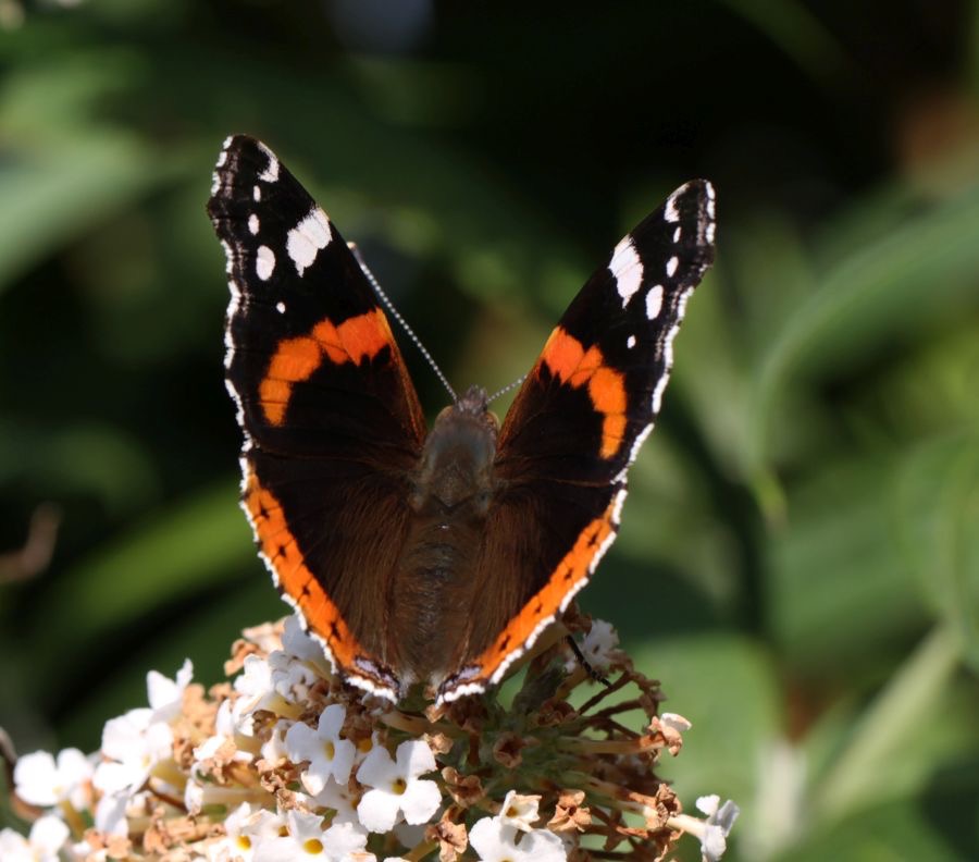 RED  ADMIRAL  wings partly open.jpg