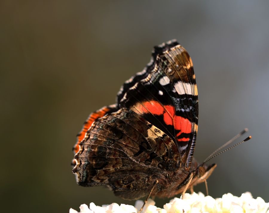 RED ADMIRAL  wings closed.jpg