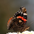 RED ADMIRAL  wings closed.jpg