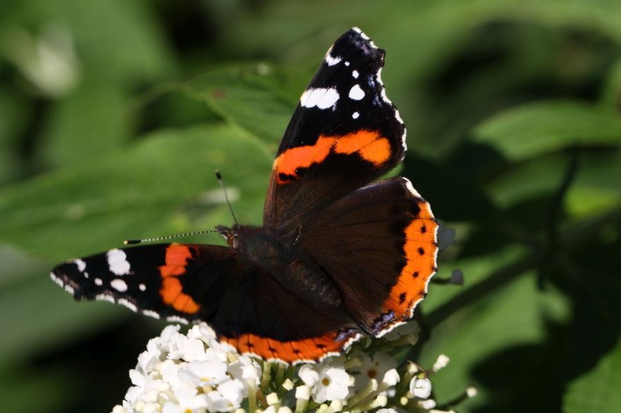 RED ADMIRAL  wings open.jpg