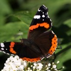RED ADMIRAL  wings open.jpg