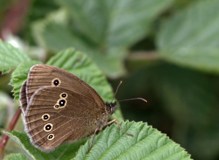 RINGLET.jpg
