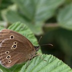 RINGLET.jpg