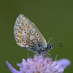 SILVER STUDDED  BLUE   Dorset    wings closed.jpg