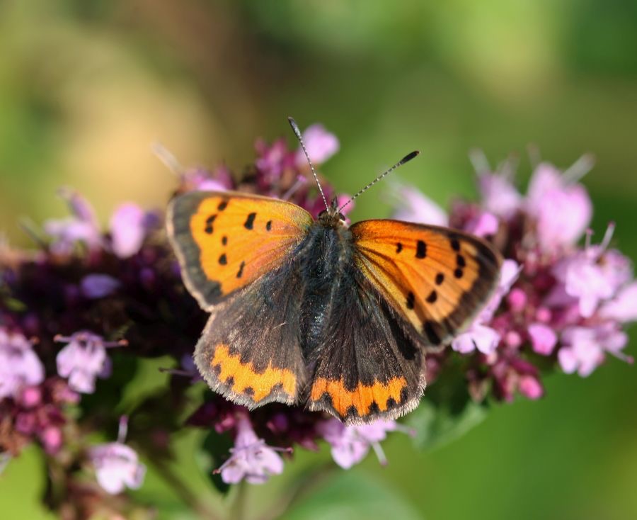 SMALL             COPPER.jpg