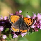 SMALL             COPPER.jpg