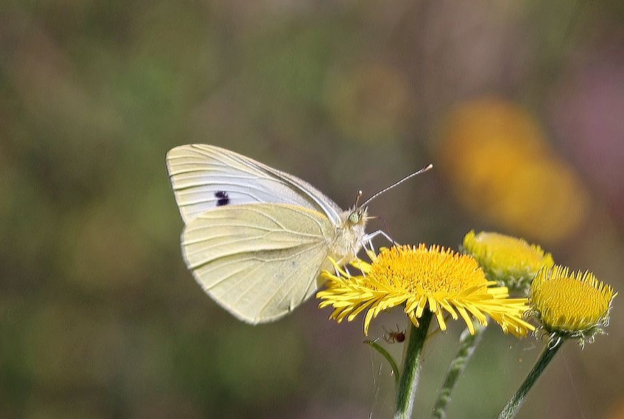 SMALL          WHITE.jpg