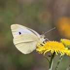SMALL          WHITE.jpg