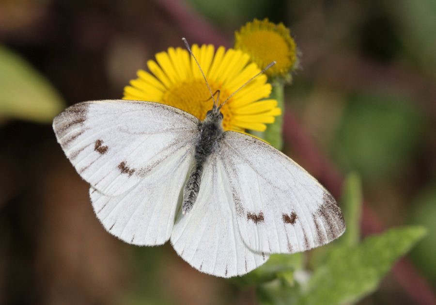 SMALL         WHITE.jpg