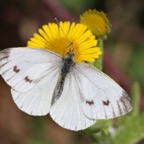 SMALL         WHITE.jpg